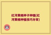 红河黄精种子种植(红河黄精种植技巧分享)