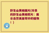 野生山黄精图片(珍贵的野生山黄精照片：展示自然美丽奇妙的植物！)