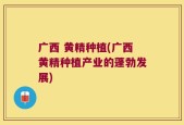 广西 黄精种植(广西黄精种植产业的蓬勃发展)