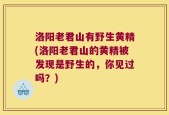 洛阳老君山有野生黄精(洛阳老君山的黄精被发现是野生的，你见过吗？)
