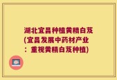 湖北宜昌种植黄精白芨(宜昌发展中药材产业：重视黄精白芨种植)