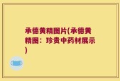 承德黄精图片(承德黄精图：珍贵中药材展示)