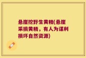 悬崖挖野生黄精(悬崖采摘黄精，有人为谋利损坏自然资源)