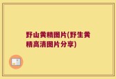 野山黄精图片(野生黄精高清图片分享)
