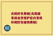 炎陵野生黄精(炎陵国家级自然保护区内发现珍稀野生植物黄精)