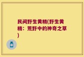 民间野生黄精(野生黄精：荒野中的神奇之草)