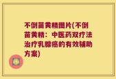 不倒苗黄精图片(不倒苗黄精：中医药双疗法治疗乳腺癌的有效辅助方案)