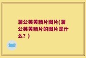 蒲公英黄精片图片(蒲公英黄精片的图片是什么？)