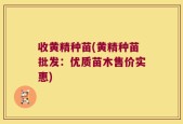收黄精种苗(黄精种苗批发：优质苗木售价实惠)