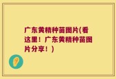 广东黄精种苗图片(看这里！广东黄精种苗图片分享！)