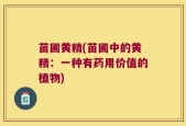苗圃黄精(苗圃中的黄精：一种有药用价值的植物)