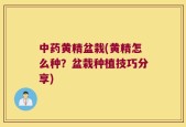 中药黄精盆栽(黄精怎么种？盆栽种植技巧分享)