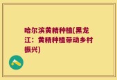 哈尔滨黄精种植(黑龙江：黄精种植带动乡村振兴)