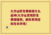 九华山野生黄精是什么品种(九华山发现野生黄精植物，解析其特征和生长环境)