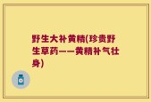 野生大补黄精(珍贵野生草药——黄精补气壮身)