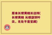 原来长梗黄精长这样(长梗黄精 从根部到叶尖，无处不是宝藏)