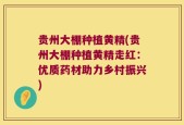 贵州大棚种植黄精(贵州大棚种植黄精走红：优质药材助力乡村振兴)