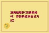 滇黄精矮杆(滇黄精矮杆：奇特的植物生长方式)