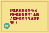 野生黄精种植条件(如何种植野生黄精？全面介绍种植技巧与注意事项！)