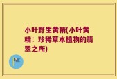 小叶野生黄精(小叶黄精：珍稀草本植物的翡翠之所)