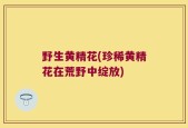 野生黄精花(珍稀黄精花在荒野中绽放)
