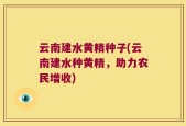 云南建水黄精种子(云南建水种黄精，助力农民增收)
