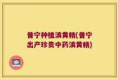 普宁种植滇黄精(普宁出产珍贵中药滇黄精)