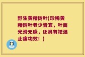 野生黄精树叶(珍稀黄精树叶老少皆宜，叶面光滑无脉，还具有祛湿止痛功效！)