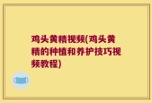鸡头黄精视频(鸡头黄精的种植和养护技巧视频教程)