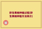 野生黄精种植过程(野生黄精种植方法简介)