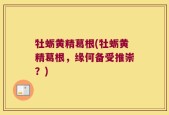 牡蛎黄精葛根(牡蛎黄精葛根，缘何备受推崇？)