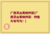 广西灵山黄精种苗(广西灵山黄精种苗：种植大有可为！)