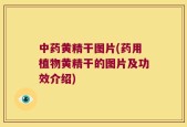 中药黄精干图片(药用植物黄精干的图片及功效介绍)