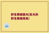 野生黄精很大(巨大的野生黄精现身)