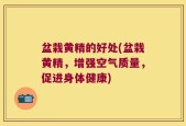 盆栽黄精的好处(盆栽黄精，增强空气质量，促进身体健康)