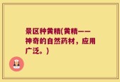 景区种黄精(黄精——神奇的自然药材，应用广泛。)