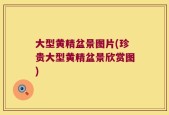 大型黄精盆景图片(珍贵大型黄精盆景欣赏图)