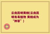 云南昆明黄精(云南昆明有毒植物 黄精成为“神草”)