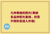 几种黄精的照片(黄精多品种照片集锦，欣赏不同形态迷人外貌)