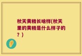 秋天黄精长啥样(秋天里的黄精是什么样子的？)