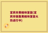 宜宾市黄精块茎苗(宜宾市销售黄精块茎苗火热进行中)