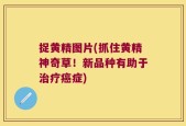 捉黄精图片(抓住黄精神奇草！新品种有助于治疗癌症)