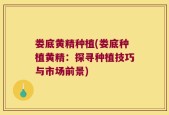 娄底黄精种植(娄底种植黄精：探寻种植技巧与市场前景)