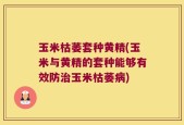 玉米枯萎套种黄精(玉米与黄精的套种能够有效防治玉米枯萎病)