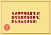 屯溪黄精种植基地(安徽屯溪黄精种植基地：助力地方经济发展)