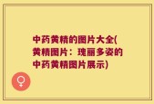 中药黄精的图片大全(黄精图片：瑰丽多姿的中药黄精图片展示)