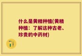 什么是黄精种植(黄精种植：了解这种古老、珍贵的中药材)