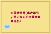 树黄精图片(丰收季节，赏识称心的树黄精景观摄影)