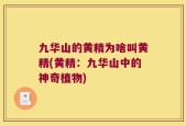 九华山的黄精为啥叫黄精(黄精：九华山中的神奇植物)
