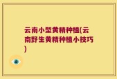 云南小型黄精种植(云南野生黄精种植小技巧)